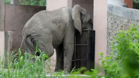 Lonely Existence and Passing of India’s Capital’s Lone Elephant from Africa